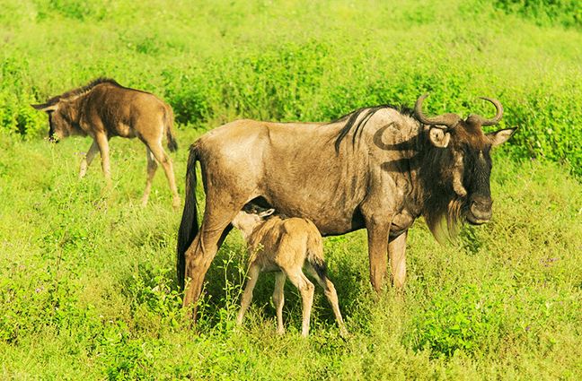 8-day-great-migration-calving-safari